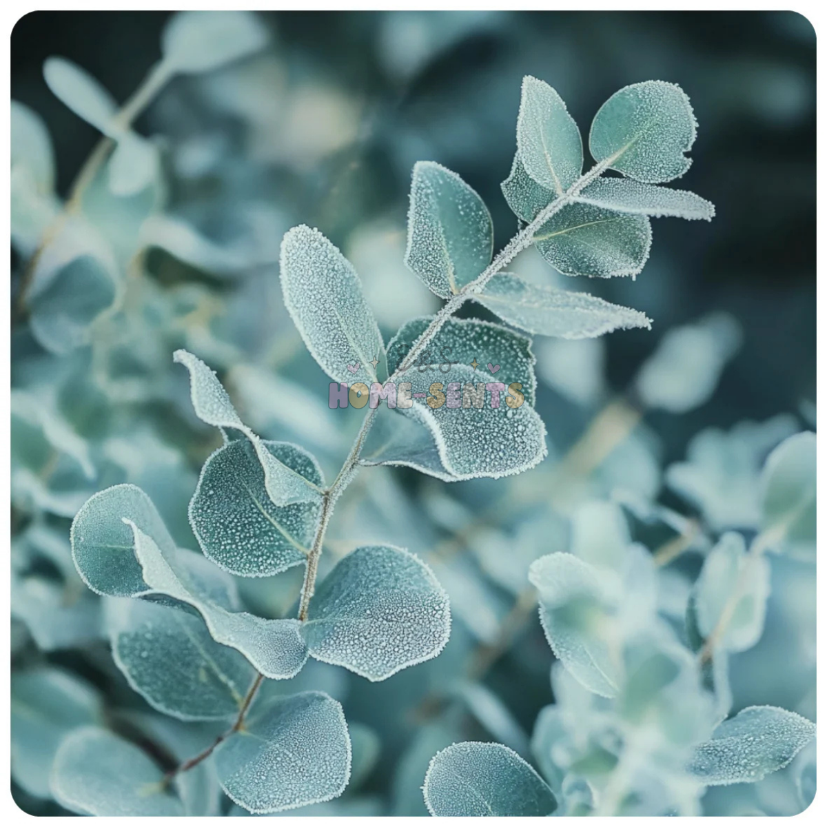 ⟡ Frosted Eucalyptus ⟡