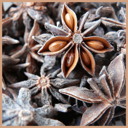 ⟡ Star Aniseed ⟡