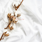 ⟡ Clean Cotton ⟡